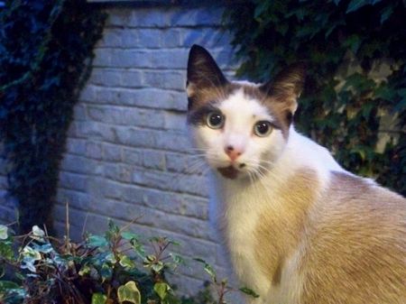 Le chat de Laurence a disparu quartier St Roch... Doudou10