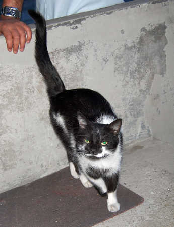 Nahou, beau chat noir et blanc né fin 2009 Light010