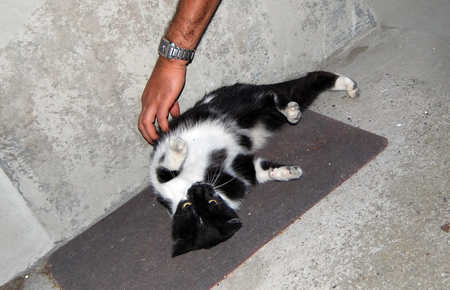 Nahou, beau chat noir et blanc né fin 2009 Light011