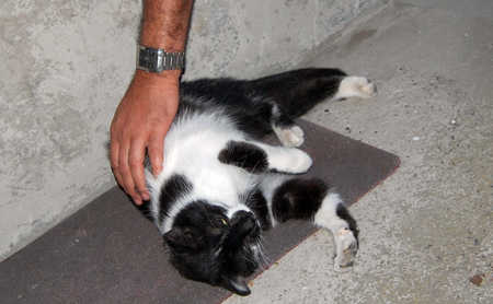 Nahou, beau chat noir et blanc né fin 2009 Light012