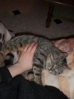 Néphrys, jolie chatte tigrée, très gentille - 2 ans en 2009 Nephry10